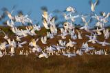 Snow Geese Flyout_30623